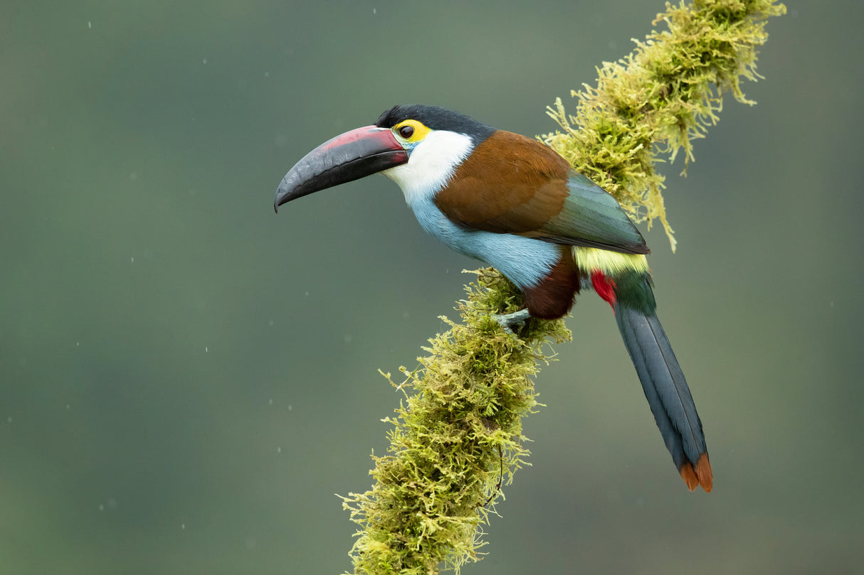 Black-billed mountain toucan Poster och Canvastavla
