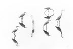 reflections _ Array of Egrets Poster och Canvastavla