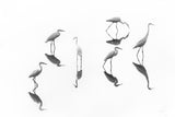 reflections _ Array of Egrets Poster och Canvastavla