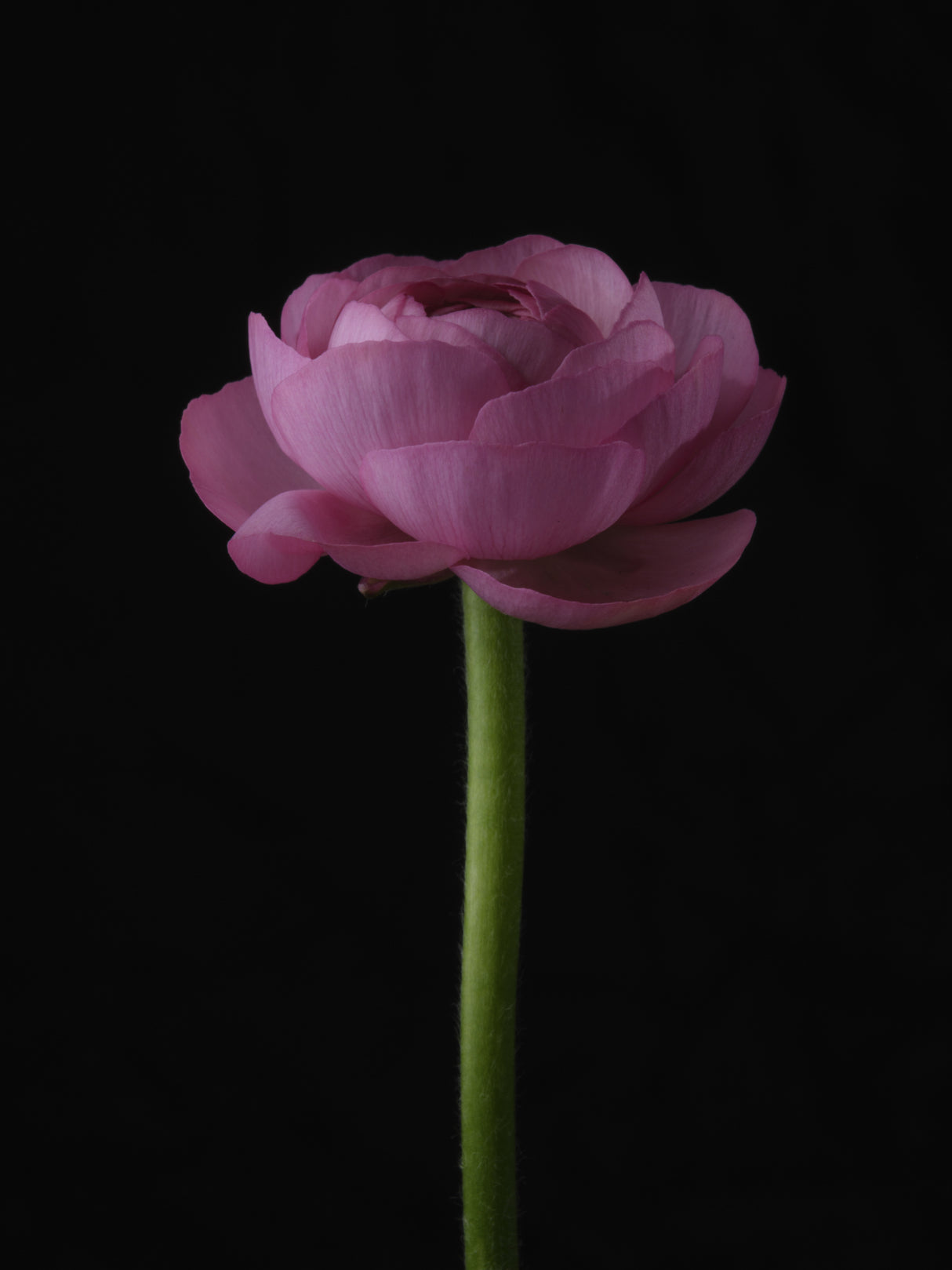pink flower Poster och Canvastavla