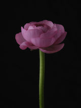 pink flower Poster och Canvastavla
