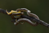 rhino rat snake Poster och Canvastavla