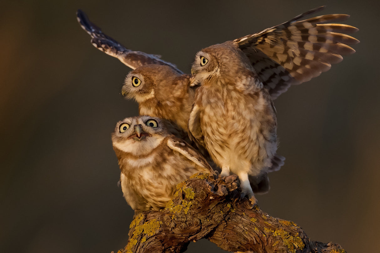 Little owls Poster och Canvastavla