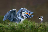 Heron with chick Poster och Canvastavla