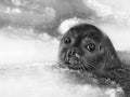 young seal Poster och Canvastavla