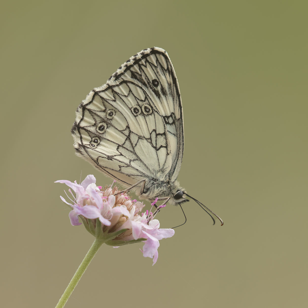 Marbled white. Poster och Canvastavla