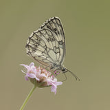 Marbled white. Poster och Canvastavla