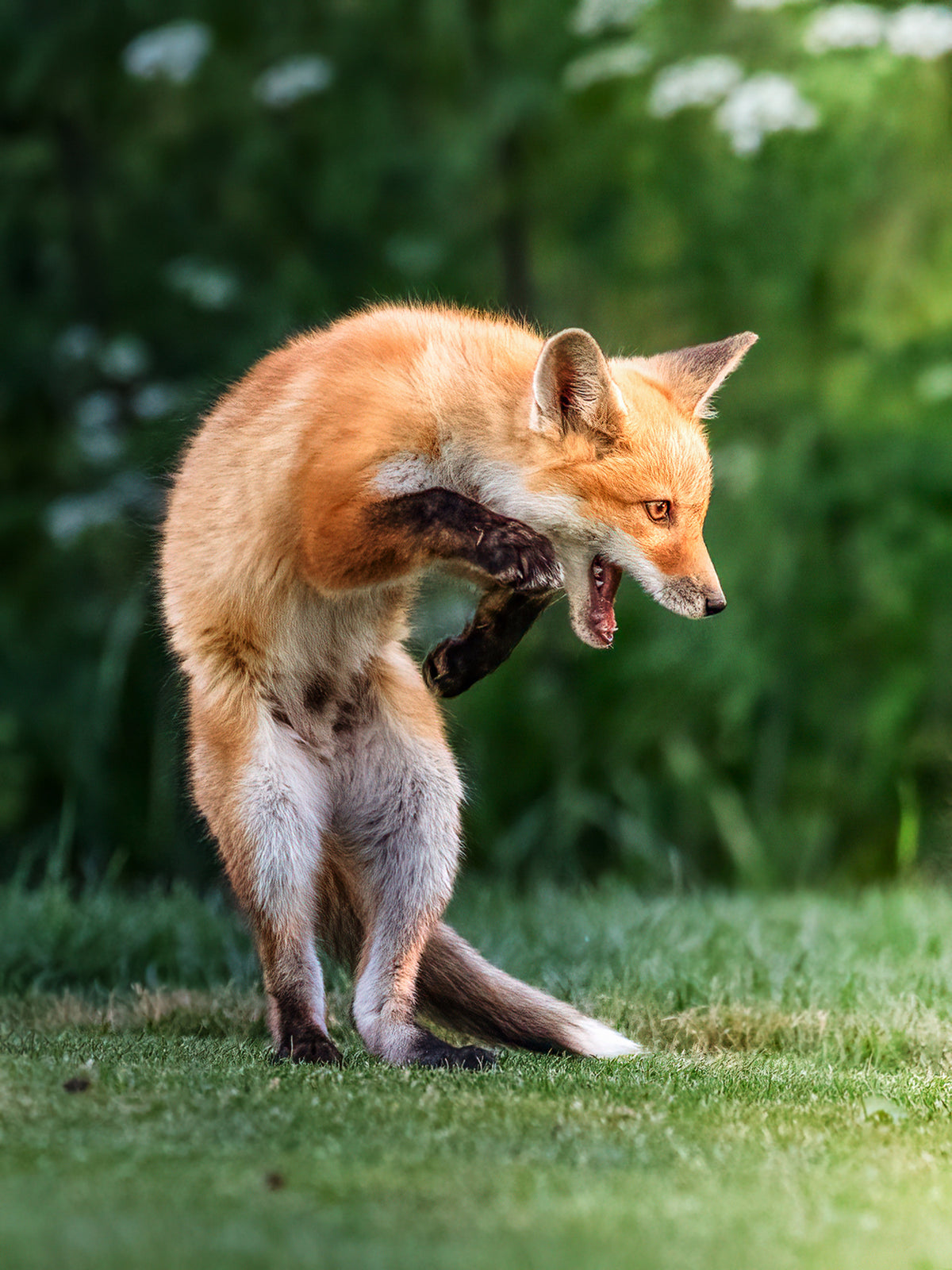 red fox Poster och Canvastavla