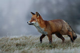 Frosty morning Poster och Canvastavla