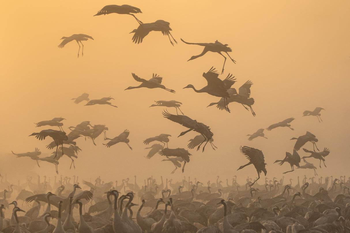 Cranes at sunrise... Poster och Canvastavla