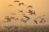 Cranes at sunrise... Poster och Canvastavla