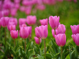 Pink Tulips Poster och Canvastavla