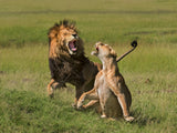 Lions mating Poster och Canvastavla