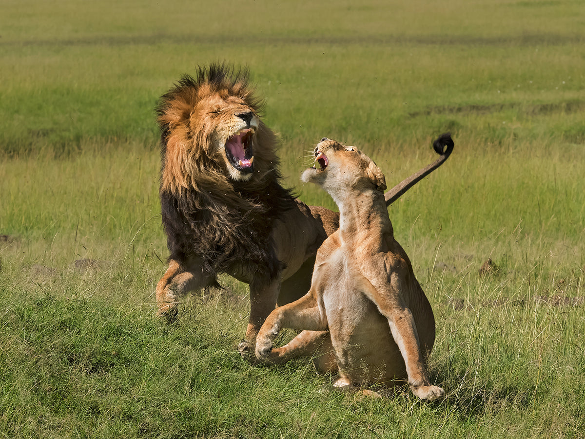 Lions mating Poster och Canvastavla