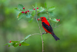 Scarlet Tanager Poster och Canvastavla