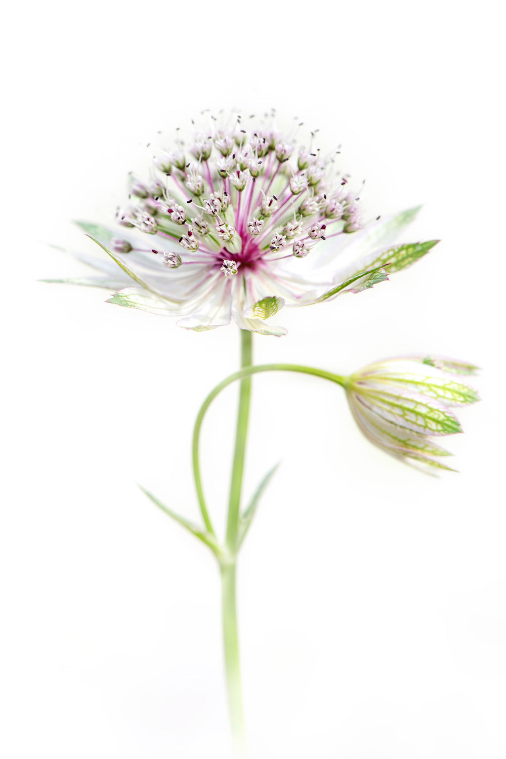 Simply Astrantia Poster och Canvastavla