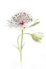 Simply Astrantia Poster och Canvastavla