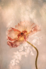 Radiant poppy Poster och Canvastavla