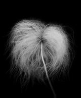 Fluffy seed head Poster och Canvastavla