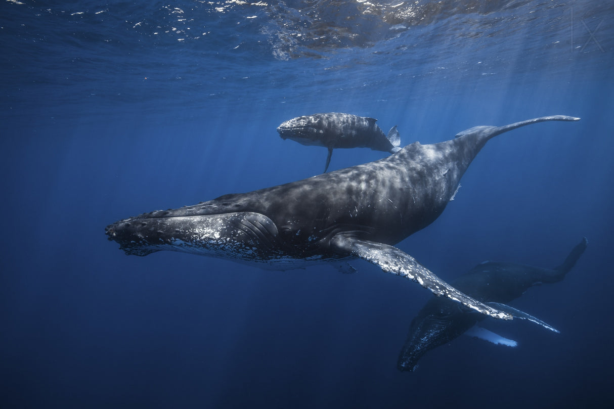 Humpback whale family's Poster och Canvastavla