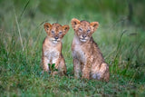 Two rain-soaked lion cubs Poster och Canvastavla