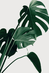Monstera Natural 22 Poster och Canvastavla