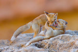 Fox family Poster och Canvastavla