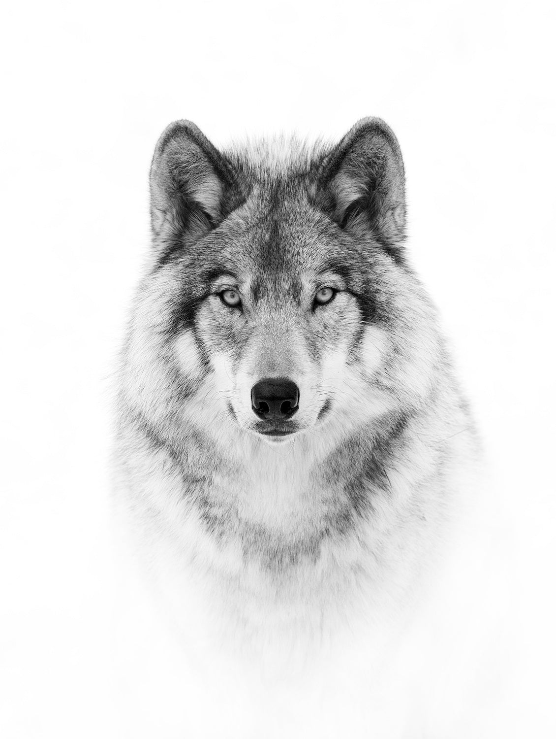 Portrait of a Timber Wolf Poster och Canvastavla