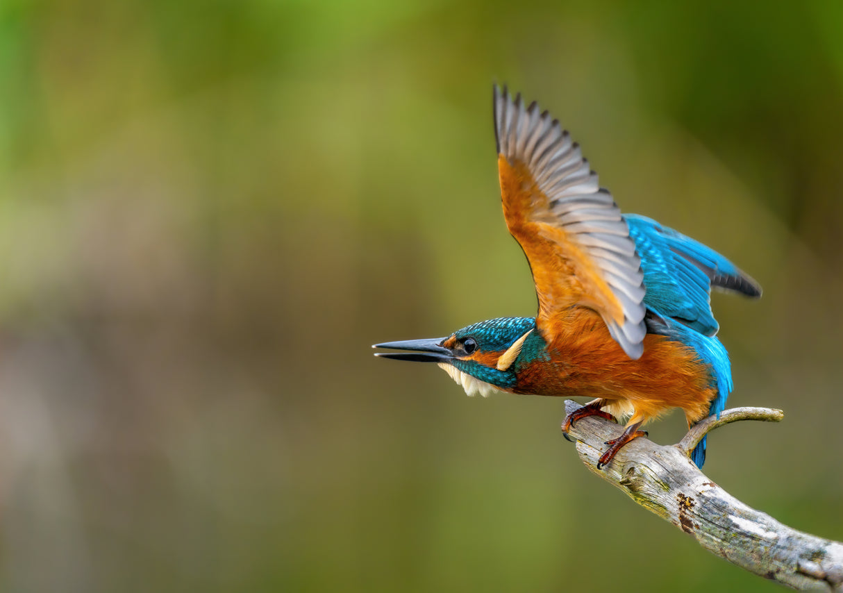 Common Kingfisher Poster och Canvastavla