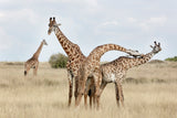 Giraffes Necking Poster och Canvastavla