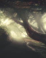 Into the woods Poster och Canvastavla