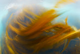 Storm dance Poster och Canvastavla