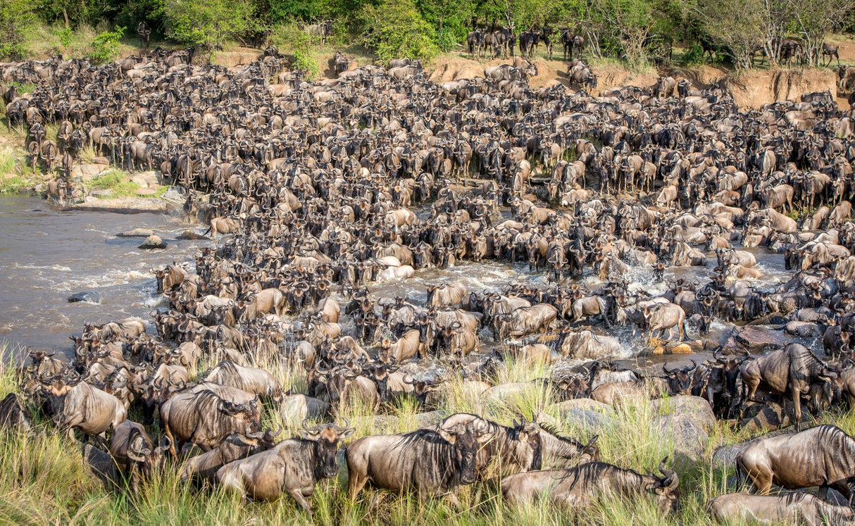 The amazing &quot;great migration&quot; Poster och Canvastavla