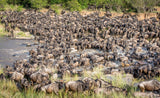 The amazing &quot;great migration&quot; Poster och Canvastavla