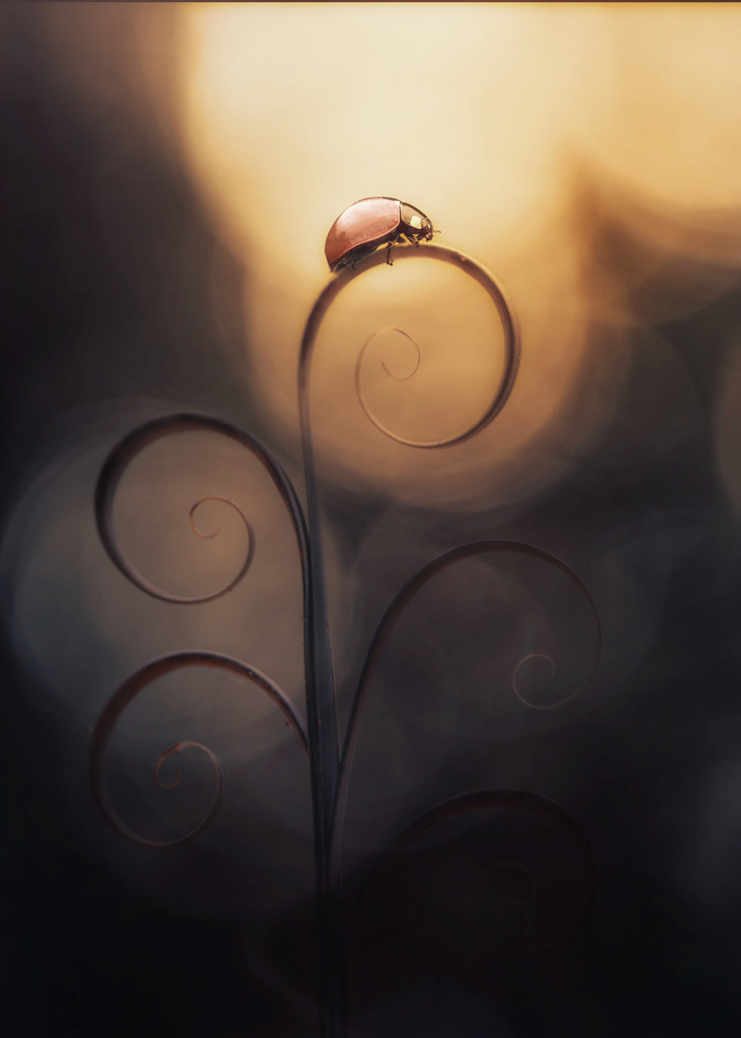 LADY BUG IN MOOD Poster och Canvastavla