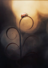 LADY BUG IN MOOD Poster och Canvastavla