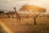 Giraffe Poster och Canvastavla