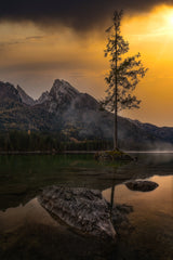 The tree Poster och Canvastavla