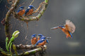 the blue king fishers Poster och Canvastavla