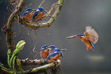 the blue king fishers Poster och Canvastavla