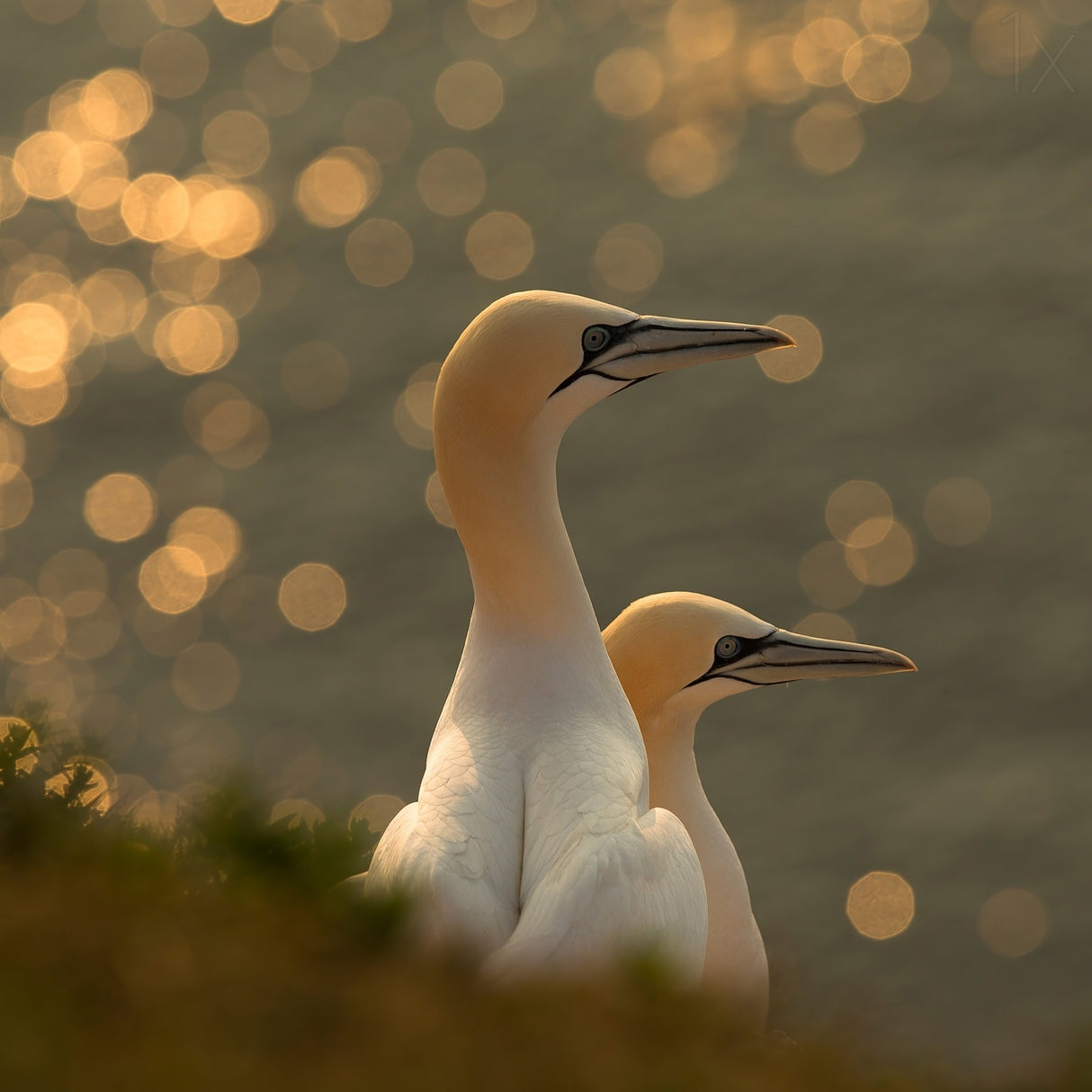 Gannets in sunset Poster och Canvastavla