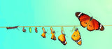 Transformation of Butterfly Poster och Canvastavla