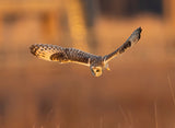 Short Eared Owl in Action at Sunset Poster och Canvastavla