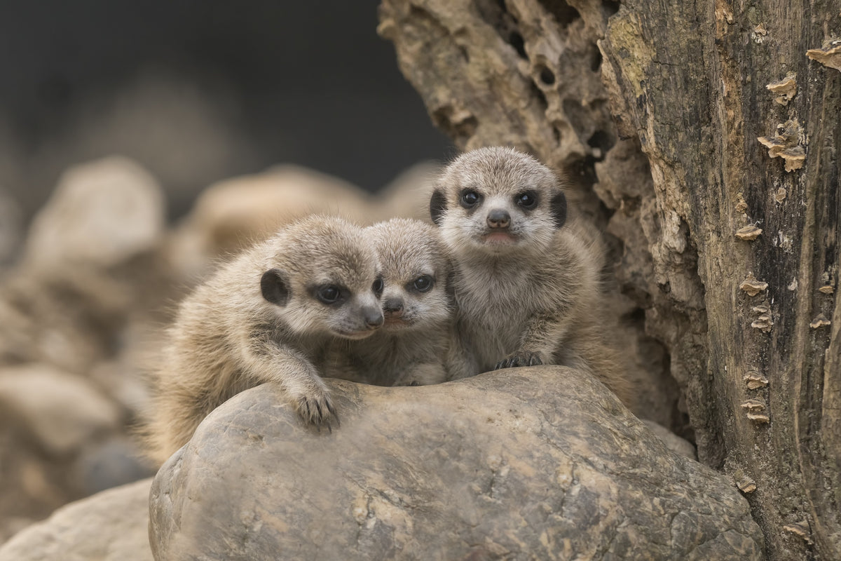 Meerkat siblings 4 weeks old. Poster och Canvastavla
