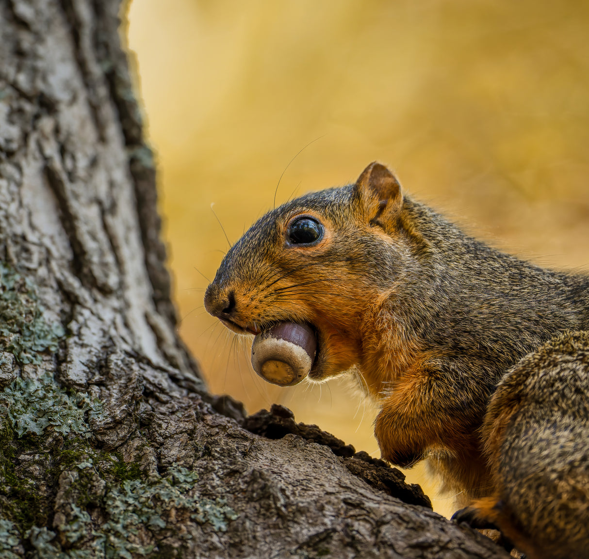 Fox squirrel Poster och Canvastavla