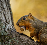 Fox squirrel Poster och Canvastavla