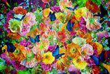 Summer Breeze Cancan Poster och Canvastavla