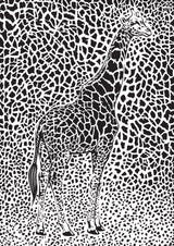 The Majestic Giraffe Poster och Canvastavla