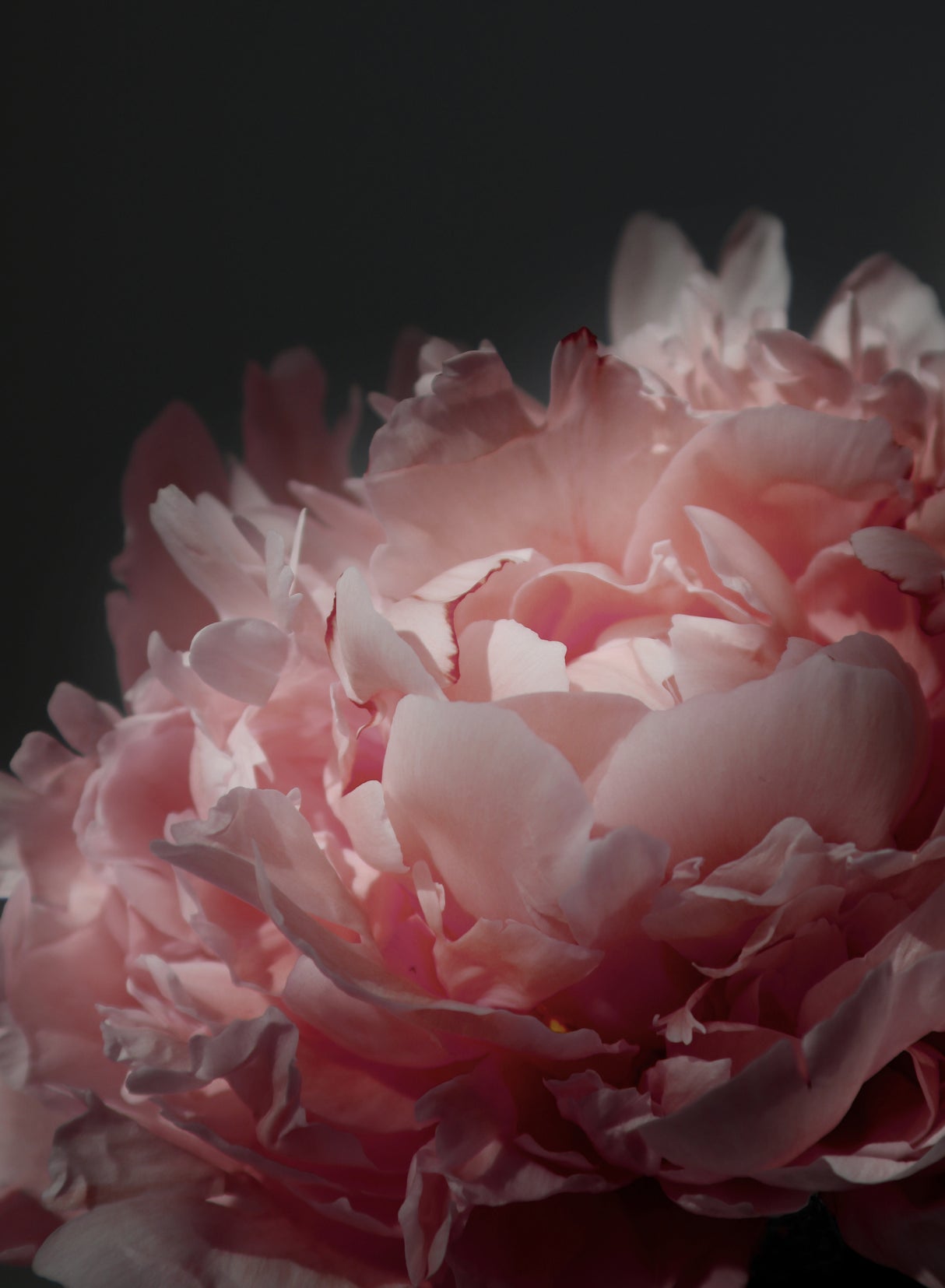 Moody blush peony I Poster och Canvastavla