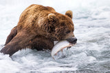 Brown Bear Fishing Poster och Canvastavla